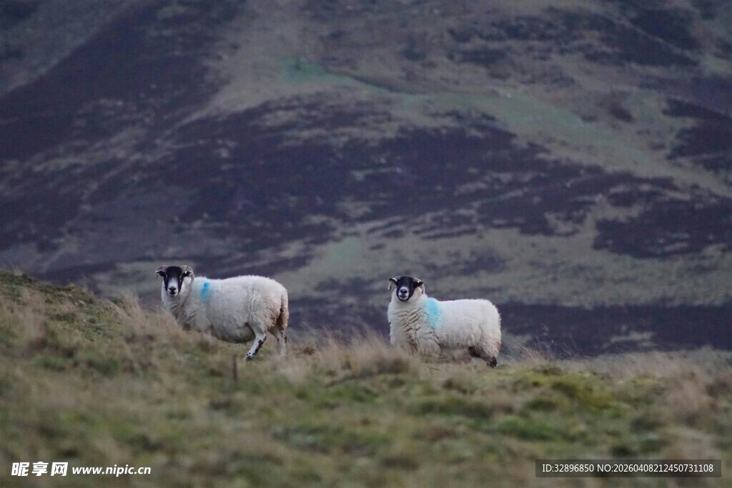 山坡上的两只羊