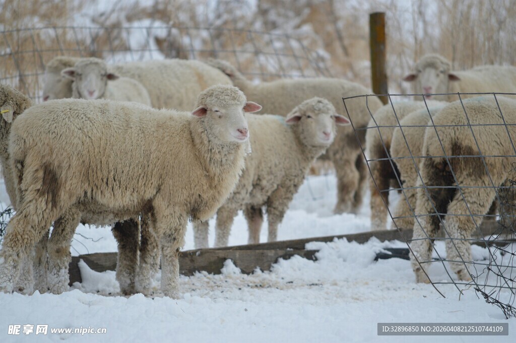 雪地中的羊群