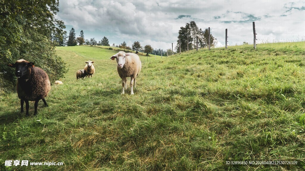 草原上的悠闲牛羊