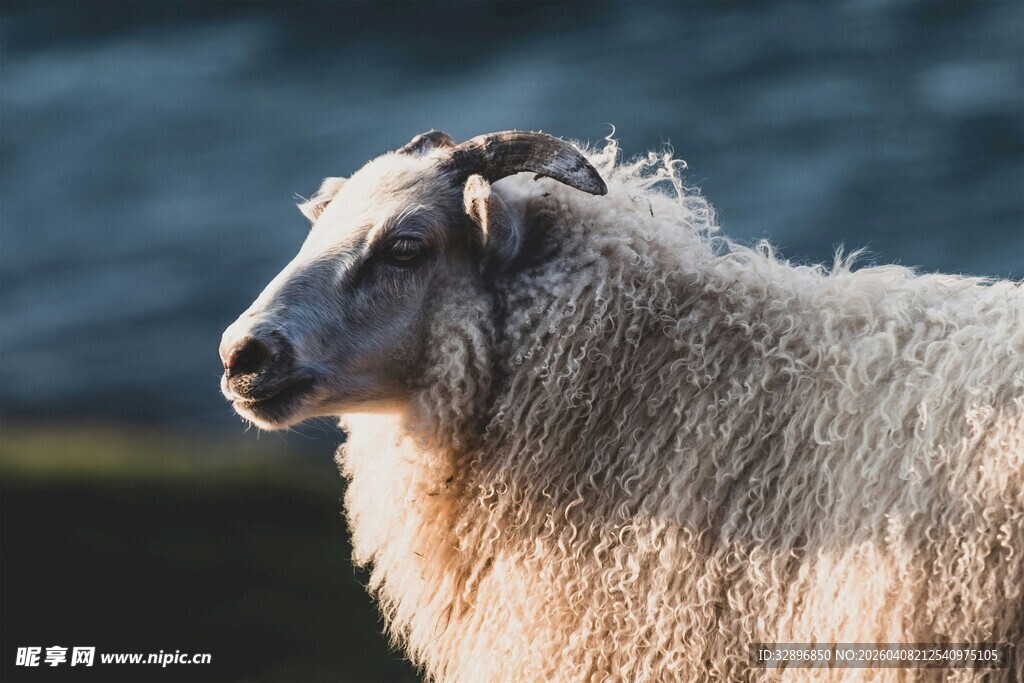 阳光下的长毛绵羊
