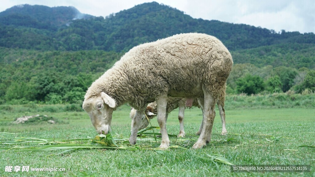 草原上吃草的绵羊