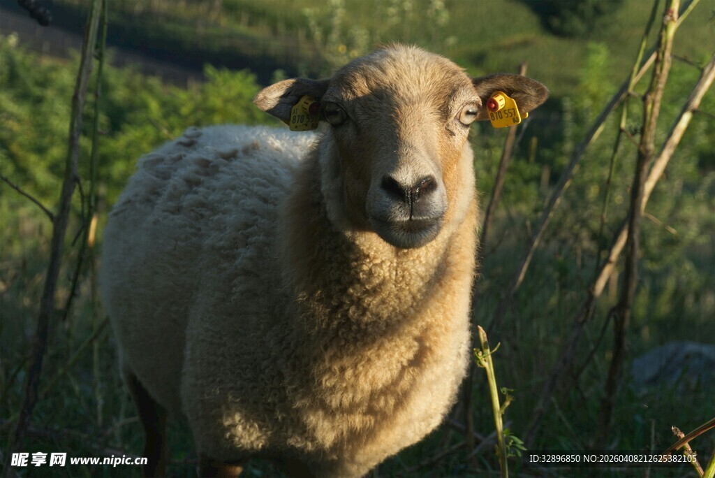 阳光下的绵羊