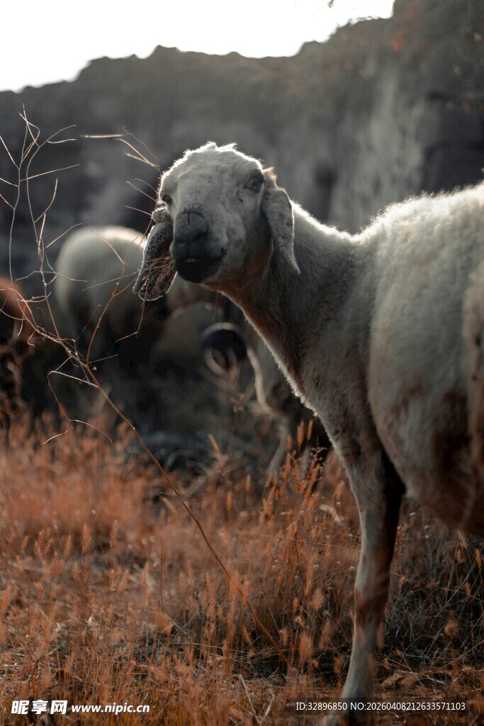 田野中的羊