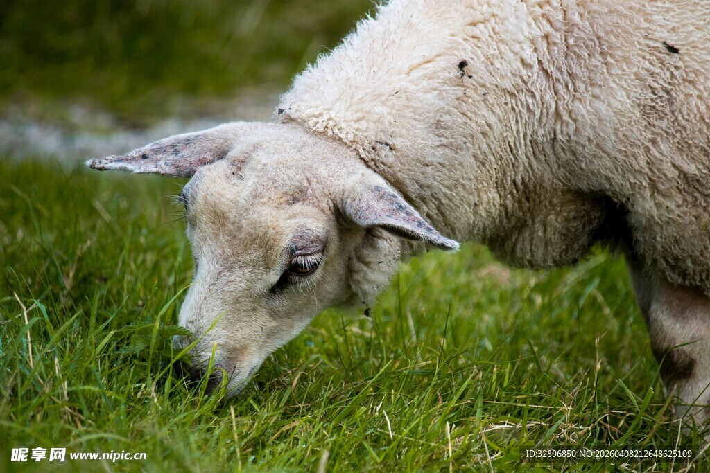 吃草的绵羊