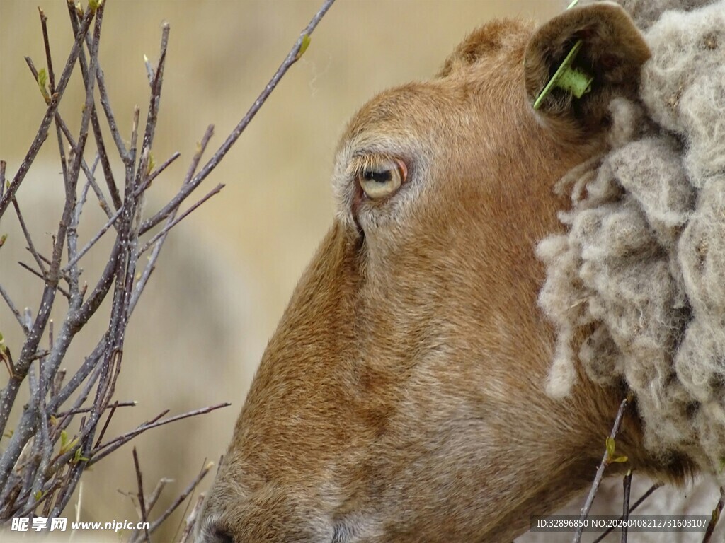 羊的特写毛发蓬松且自然