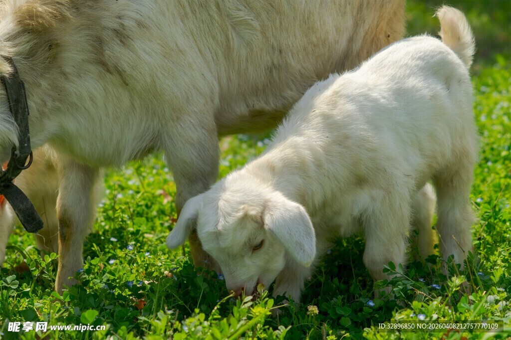 小羊在草地依偎母羊