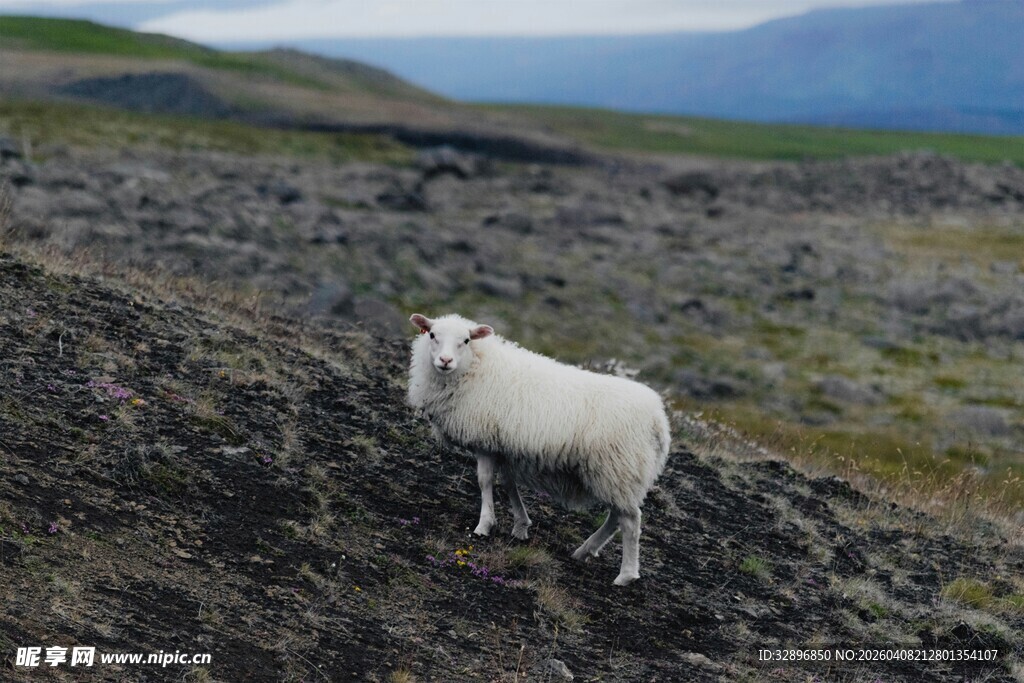 荒野中的白色绵羊