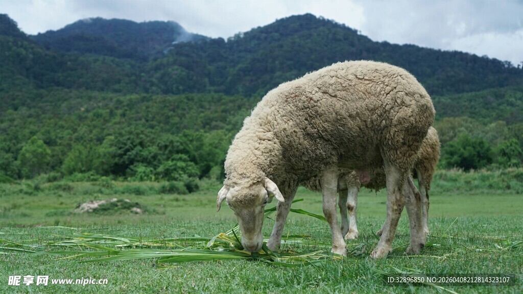 草原上低头吃草的绵羊