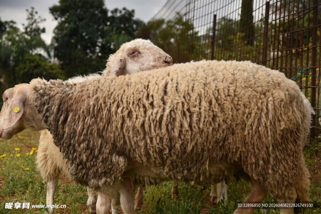 草地上的几只绵羊