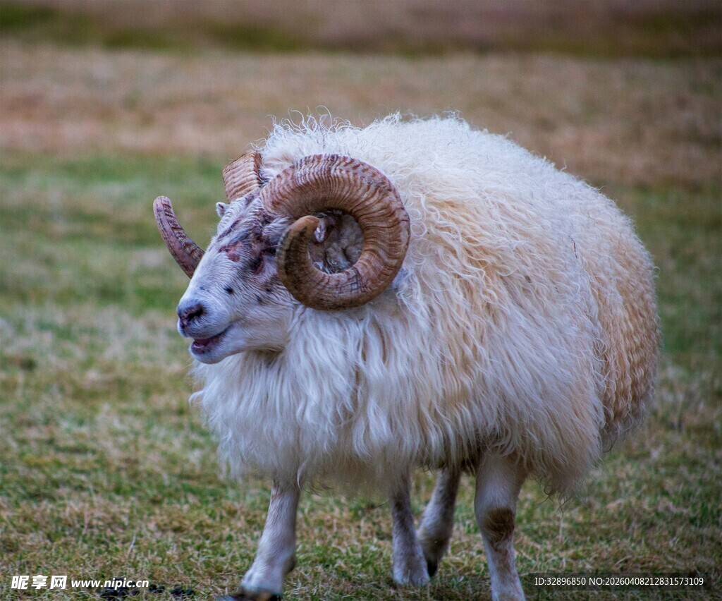 草原上的大角绵羊