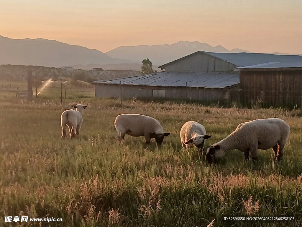 夕阳下的牧羊场景