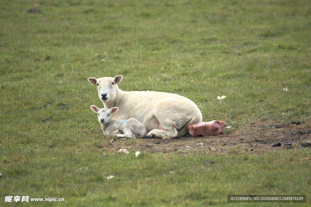母羊与小羊休憩于草地