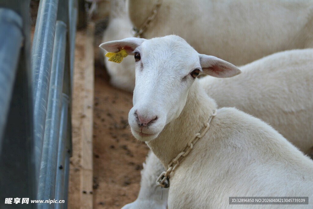 圈舍中的白色绵羊