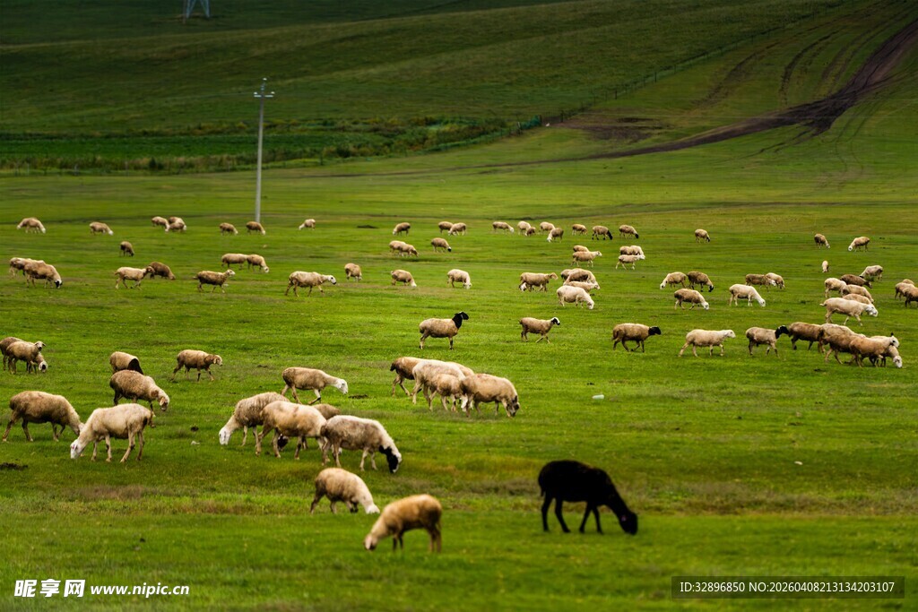 草原上的牛羊与黑马