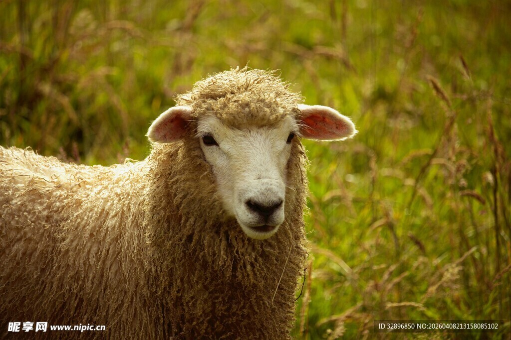 田野中的可爱绵羊
