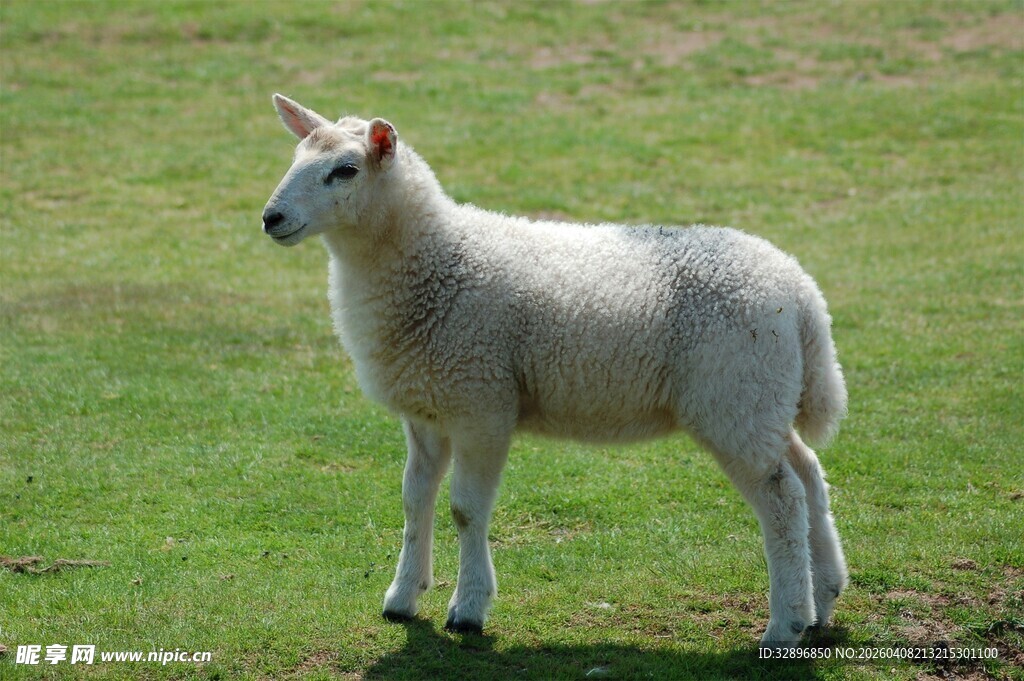 草地上站立的可爱小羊羔