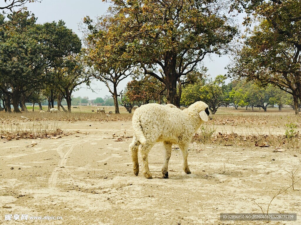 田野中的单只绵羊
