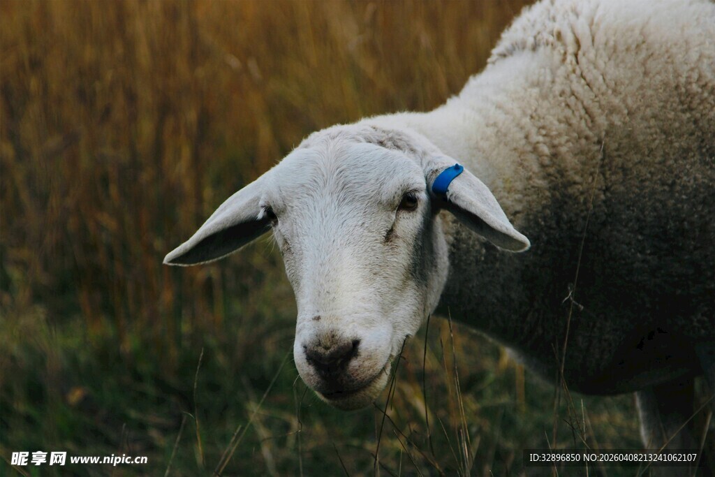 田野中的单只带耳标绵羊