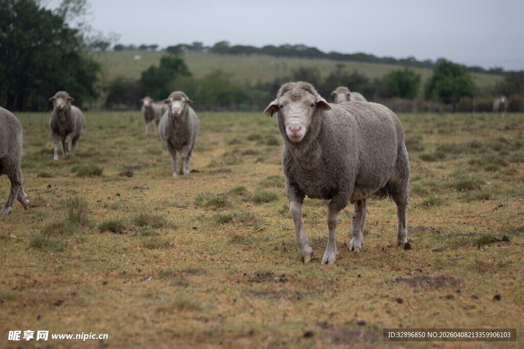 田野中的几只灰色绵羊