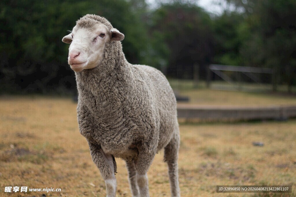 田野中的站立绵羊