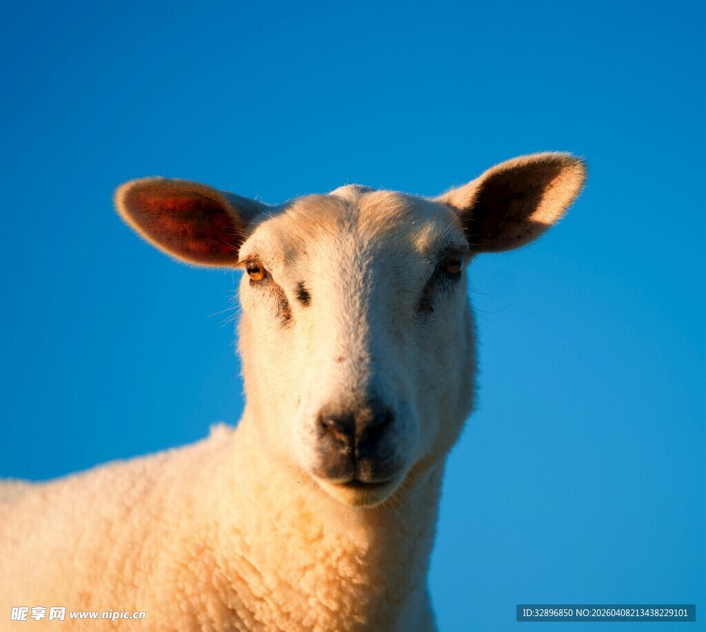 蓝天前的可爱绵羊