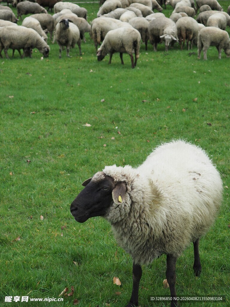 草地独羊与群羊