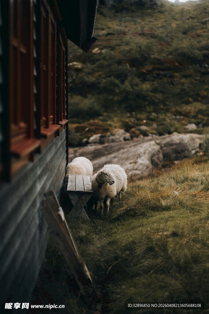木屋旁低头吃草的羊群