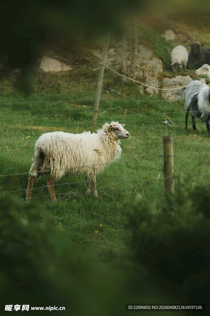 草原上的悠闲羊群