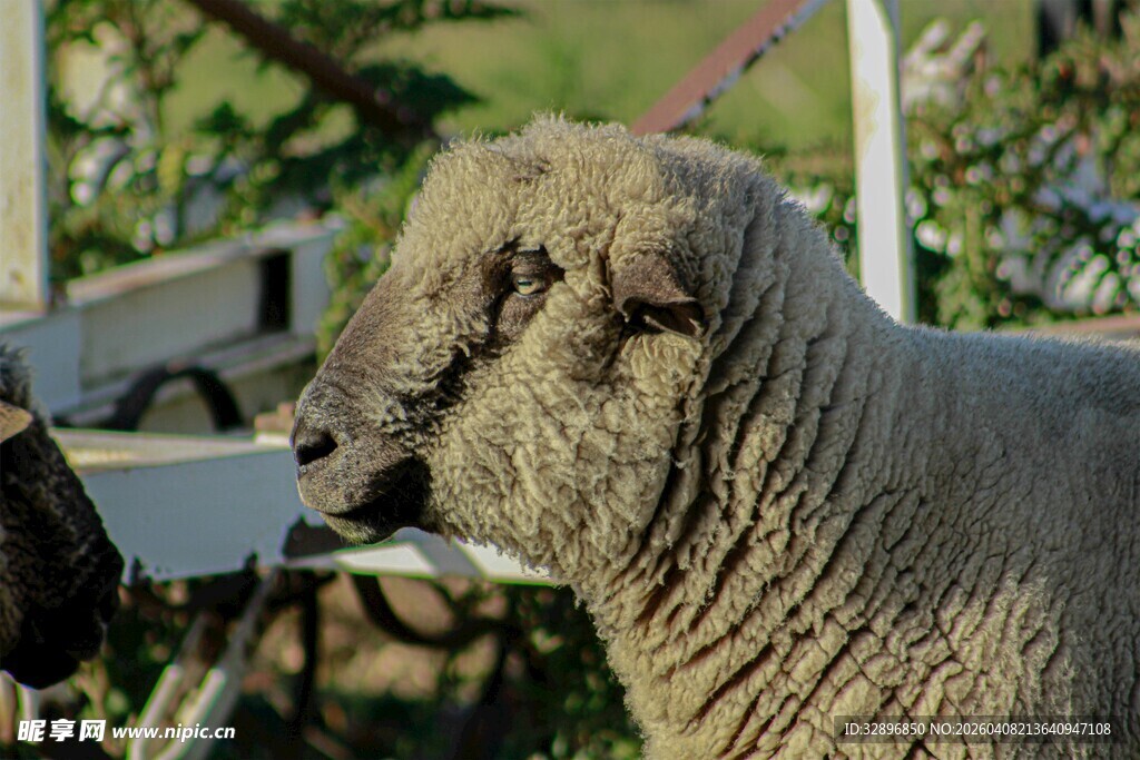 羊在户外进食场景