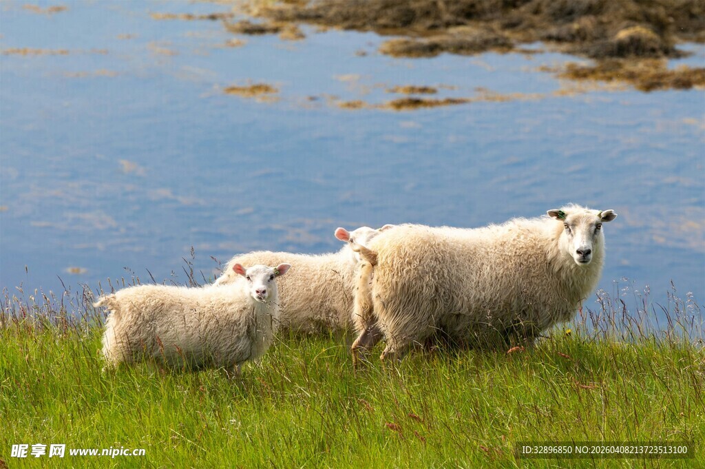 草原上的三只可爱绵羊