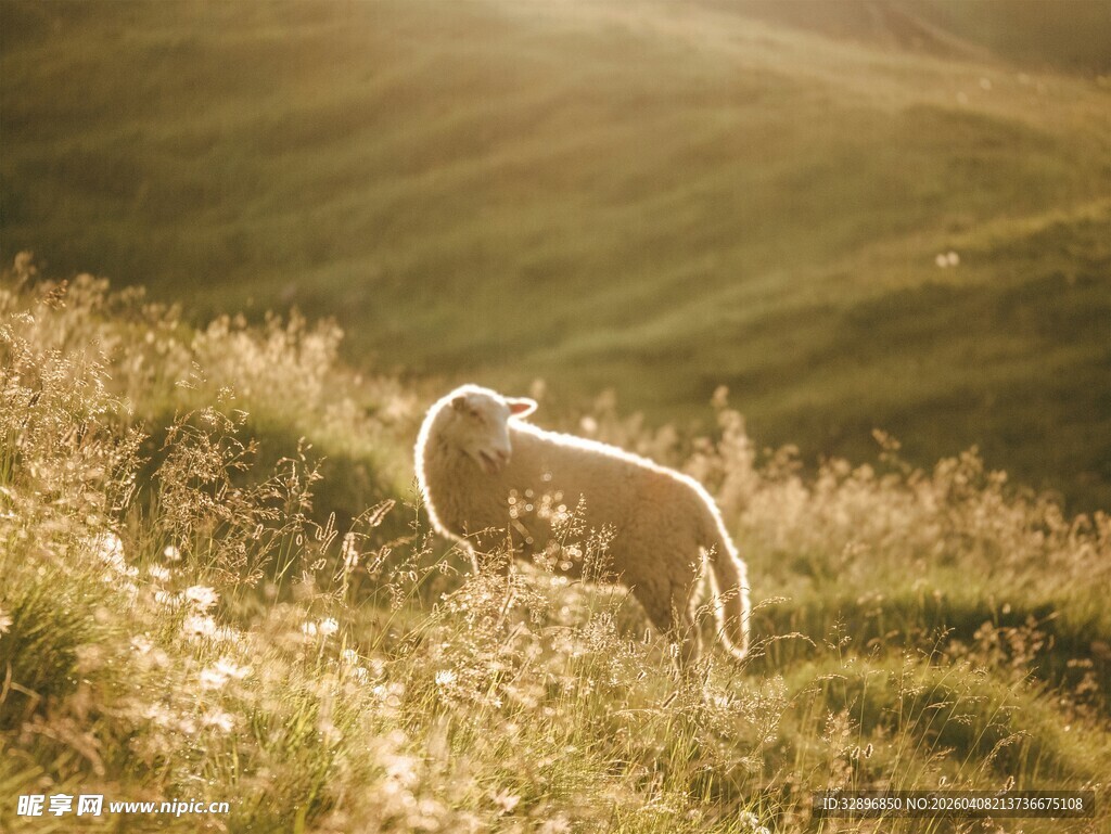 山坡上的羊