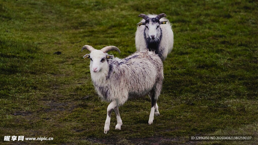 草地上的两只羊