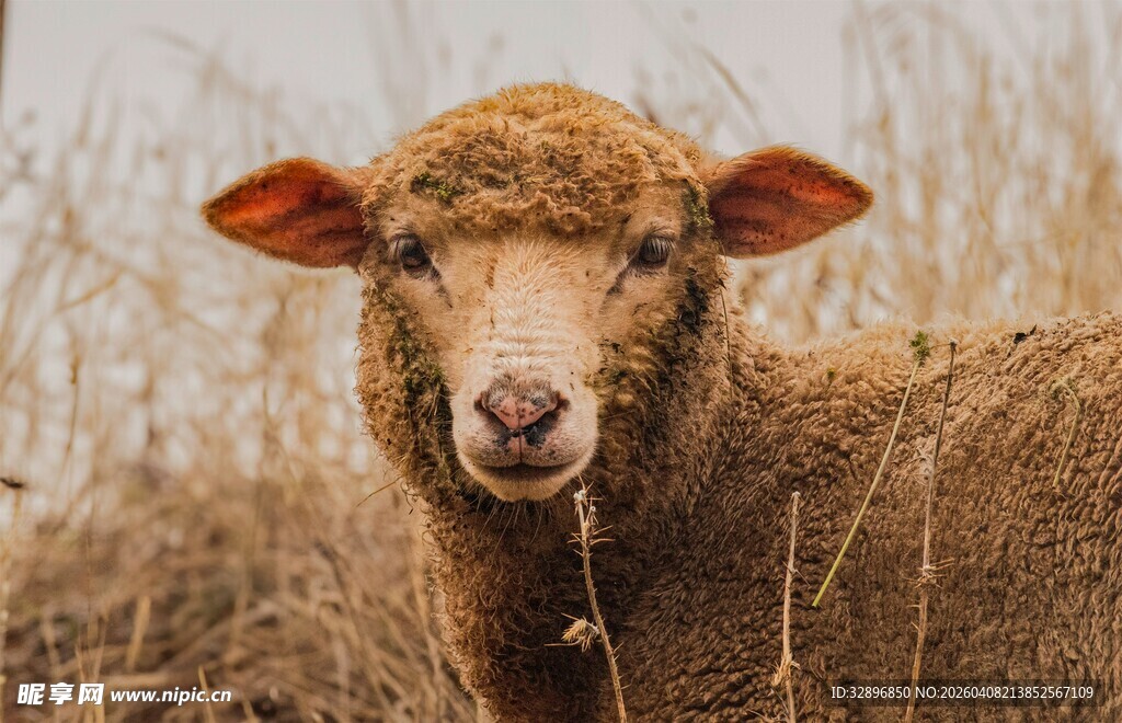 田野中的可爱小羊