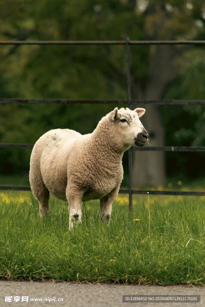 草地上的绵羊