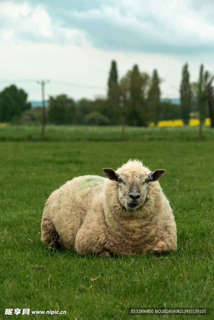 草地上休憩的绵羊