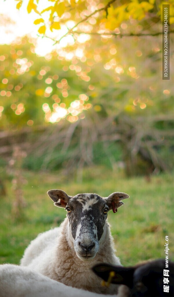 阳光下休憩的可爱绵羊