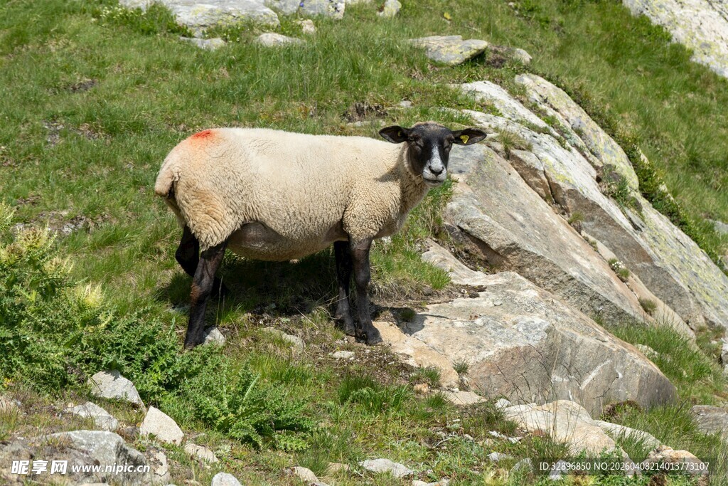 山坡上的黑腿白羊