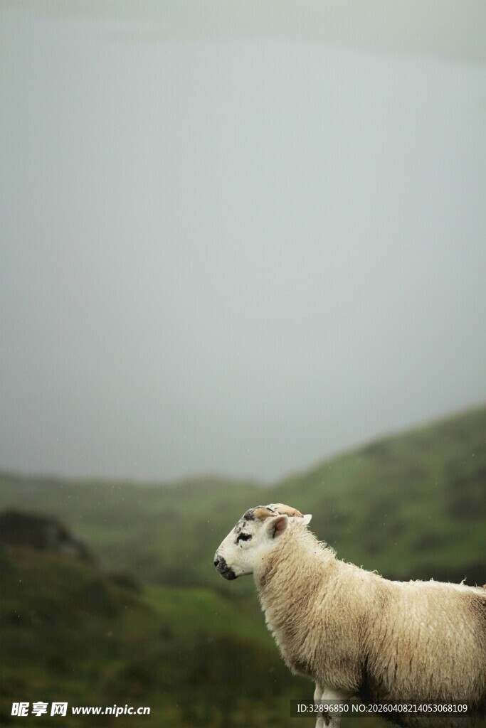 草原上的单只绵羊