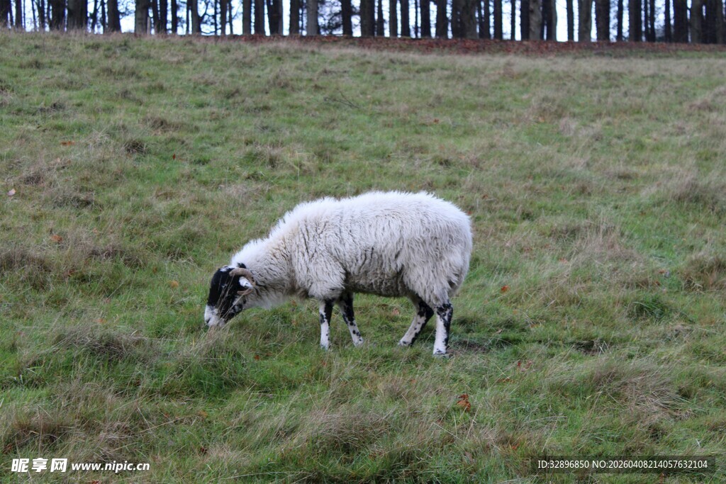 草原上低头吃草的绵羊