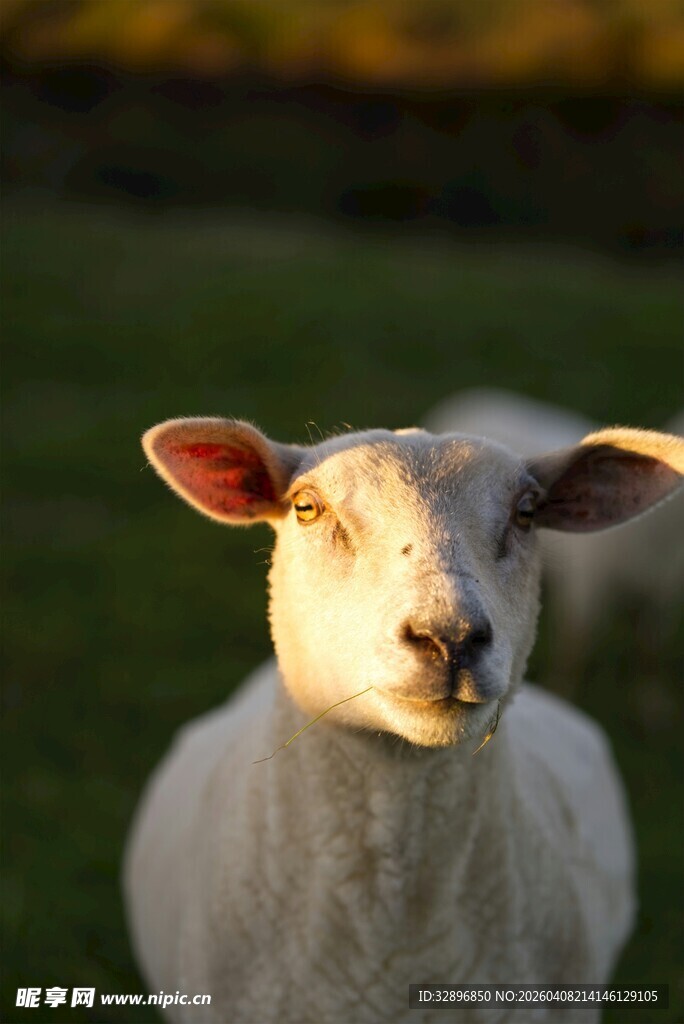 阳光下的可爱绵羊