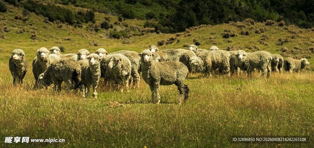 草原上的羊群与孤羊
