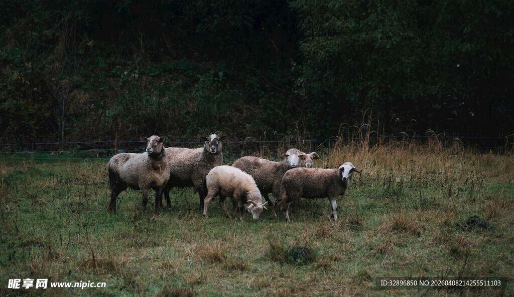 草地上的羊群