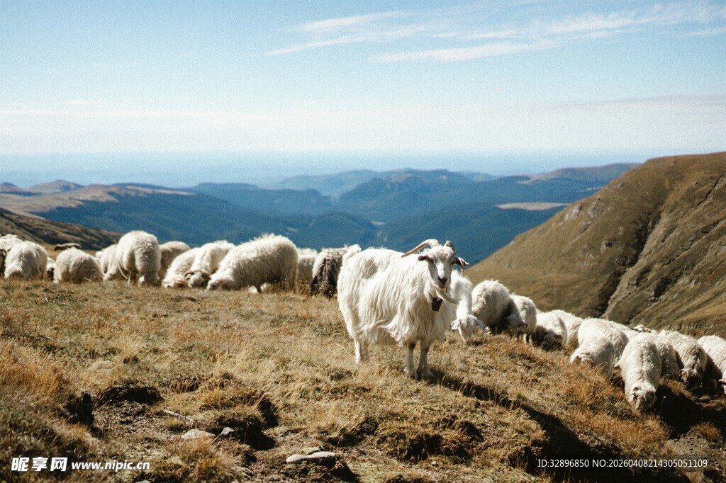 山坡上的羊群