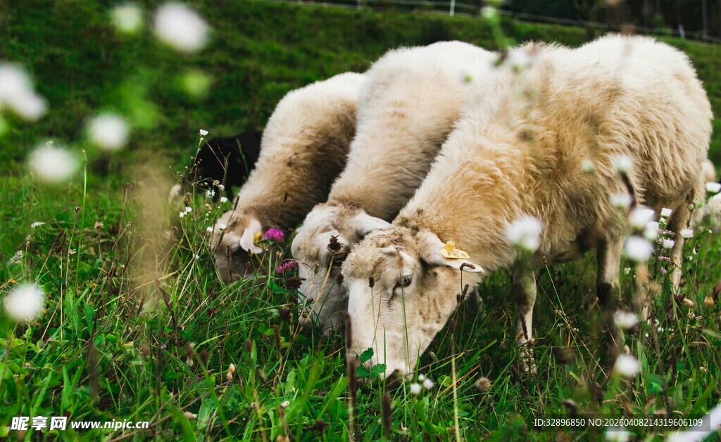 草地上的三只绵羊