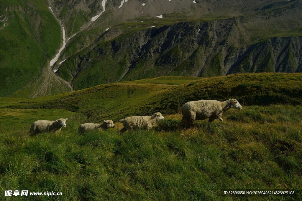 山间草地羊群悠然景象