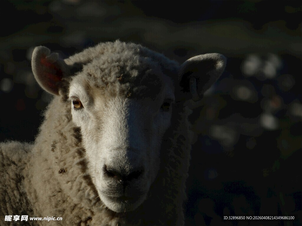 凝视的绵羊