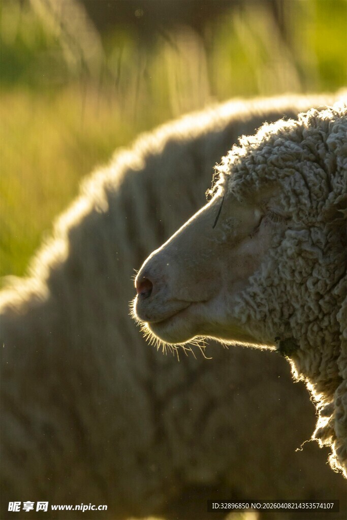 阳光下的绵羊侧影