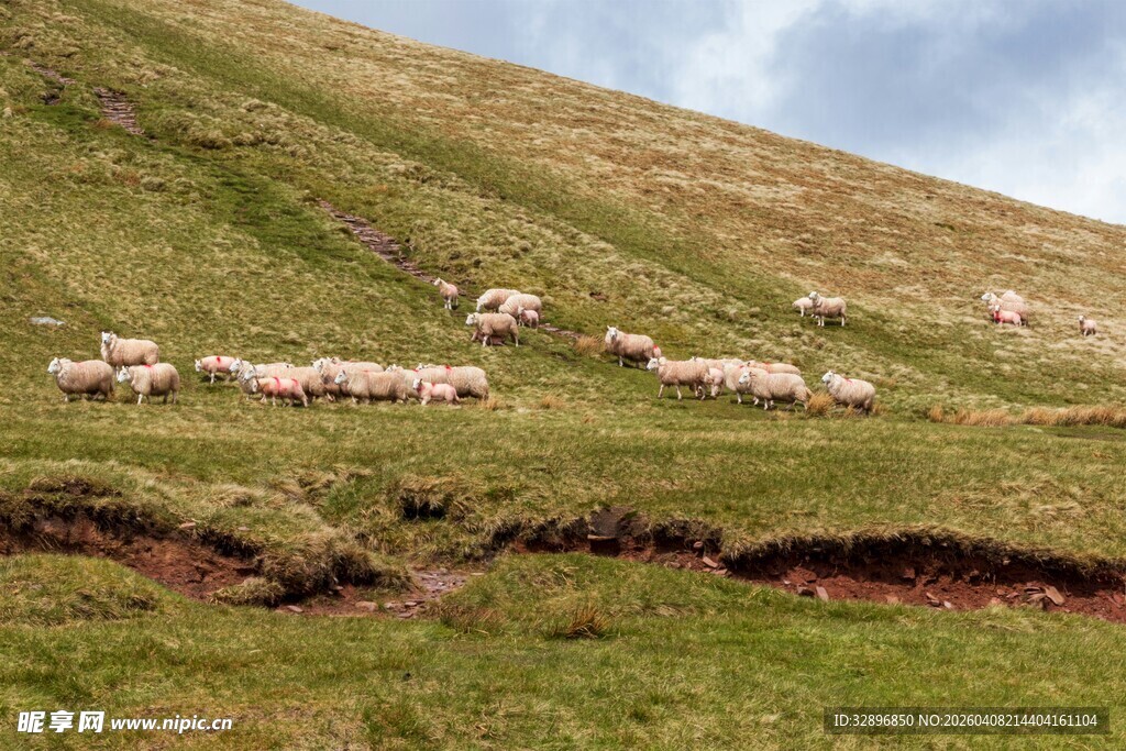 山坡上的羊群