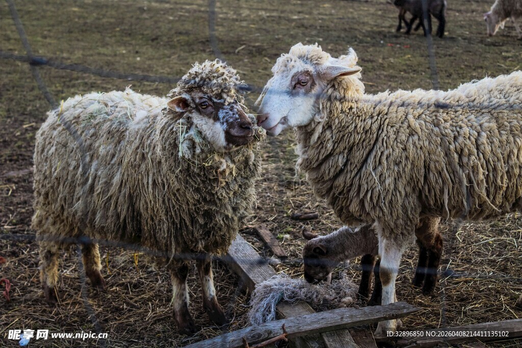 两只绵羊亲昵互动