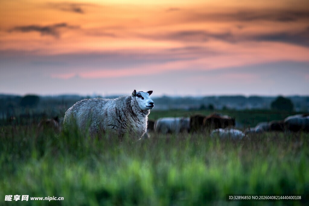 夕阳下的草原羊群